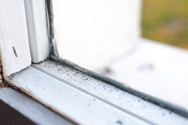 Best Mold-Related Health Consultation  in Franklin Park, FL