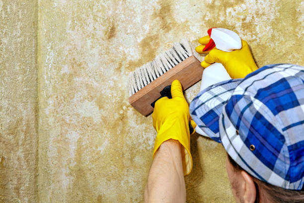 Best Comprehensive Air Testing for Mold Contaminants  in Franklin Park, FL