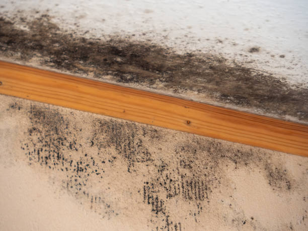 Best Mold Remediation for Healthcare Facilities  in Franklin Park, FL
